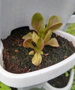 COL 3 Tier Stackable Garden Indoor/Outdoor Planter Set - Self Watering Home Décor 13 COL 3 Tier Stackable Garden Indoor/Outdoor Planter Set - Self Watering Home Décor