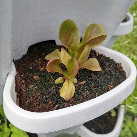 COL 3 Tier Stackable Garden Indoor/Outdoor Planter Set - Self Watering Home Décor 5 COL 3 Tier Stackable Garden Indoor/Outdoor Planter Set - Self Watering Home Décor